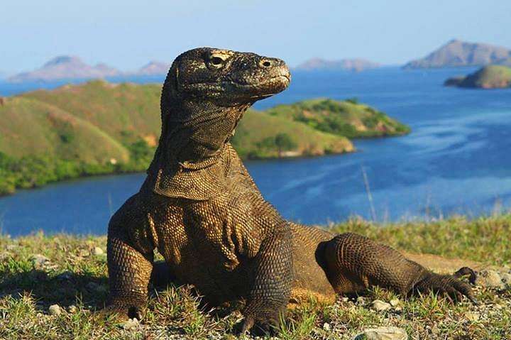 bateau rapide baligili dragon de Komodo