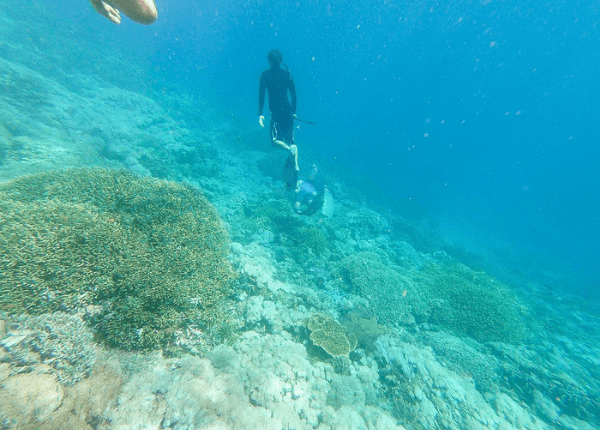 baligilifastboat coral garden Gili Meno